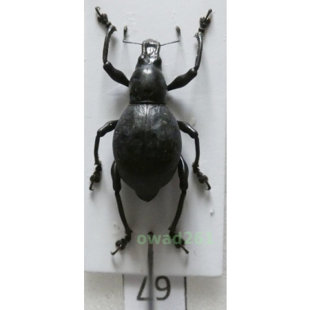 Metapocyrtus sp. Heller, 1912 female Philippines67